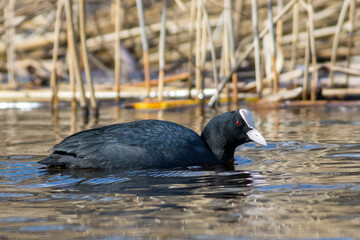The Eurasian coot (Fulica atra)