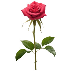 A single red rose with delicate petals and a green stem, symbolizing love and romance. Its vibrant color and natural beauty make it perfect for gifts, decorations, and floral arrangements.