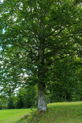 Grande albero Faggio con fusto frondoso e ramoso con erba