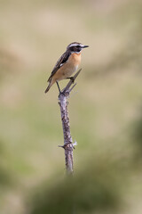 Whinchat
