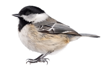 Beautiful black-capped chickadee perched on a frosty branch with a fluffy white belly and black cap isolated on transparent background