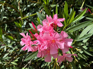 Pink flowers of oleander nerium plant