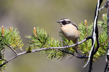 Whinchat