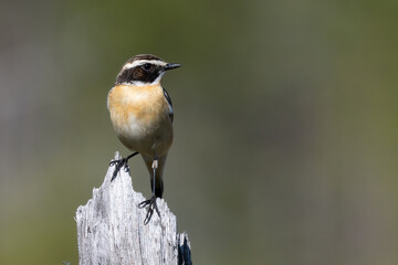 Whinchat