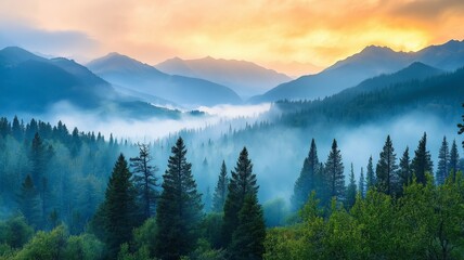 Fototapeta premium A foggy, natural at dawn, a misty fir woodland illuminated by the sun.