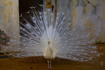 Close-up view on white peacock
