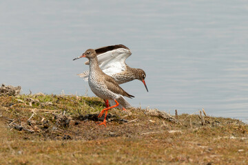 Chevalier gambette,.Tringa totanus, Common Redshank