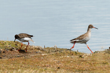 Chevalier gambette,.Tringa totanus, Common Redshank
