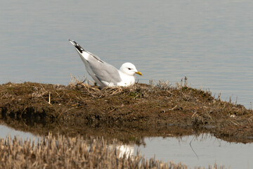 Goéland cendré, nid,.Larus canus, Common Gull