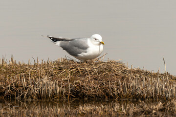Goéland cendré, nid,.Larus canus, Common Gull