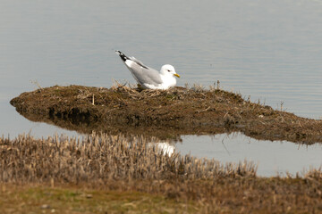 Goéland cendré, nid,.Larus canus, Common Gull