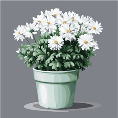 Illustration vector of white FLORIST’S CHRYSANTHEMUM
