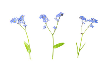 A close-up of a sprigs of forget me nots on white. Wild flowers set isolated on a white background. Clipping path. No AI tools