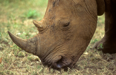 Fototapeta premium Rhinocéros blanc du Nord, Ceratotherium simum cottoni, Parc national de Meru, Kenya