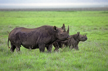 Rhinocéros noir, diceros bicornis, Femelle, jeune, Parc national du N.Gorongoro crater, Tanzanie © JAG IMAGES