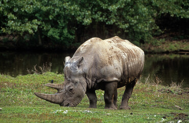 Fototapeta premium Rhinocéros blanc, white rhino, Ceratotherium simum, Parc national Kruger, Afrique du Sud