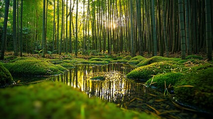 Sunlit bamboo forest with moss and stream.