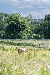 A horse is grazing in a field with a fence in the background