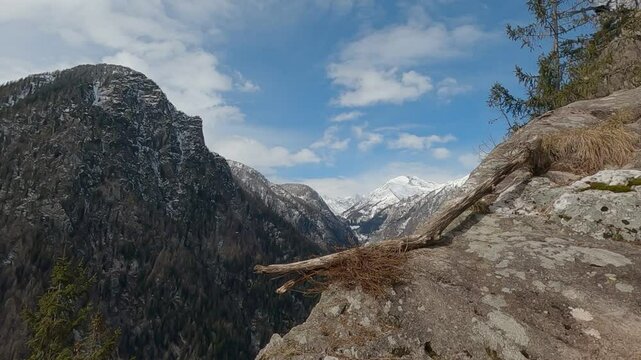 Gracchio alpino Pyrrhocorax graculus, Alpine chough	