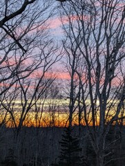 trees and sunrise in colorful sky