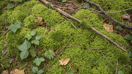 Green moss cover on forest soil with branches and plants in natural photography style, earthy tones, tranquil woodland scene