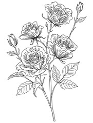 Rose Stem Botanical Sketch