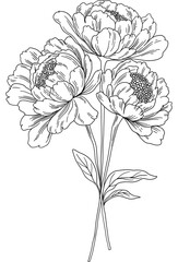 Peony Stem Line Art