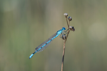 Niebieska ważka odpoczywająca na suchej roślinie. © Henryk Guziak