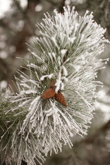 branches of a pine tree covered with frost