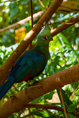 Close-up view on touraco bird 