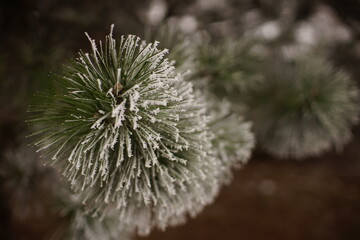 branches of a pine tree covered with frost
