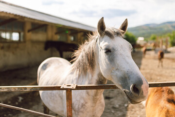 Fototapeta premium White horse standing near a rustic barn in a sunny rural setting with green hills in the background