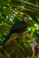 Close-up view on touraco bird 