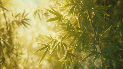 Sunlit bamboo leaves in a lush forest.