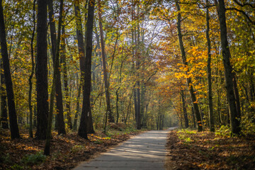 Leśna droga jesienną © fotozen