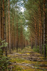 Obraz premium Leśny krajobraz