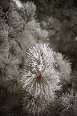 branches of a pine tree covered with frost
