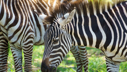 A CloseUp View of Beautiful Striped Zebras Roaming in Their Natural Habitat in Africa