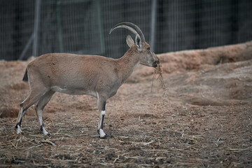 wild goat on the zoo