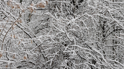 Graphics winter drawing of branches under snow
