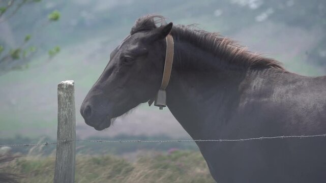 Stray stallion facing the mountain wind in slow motion - 193
