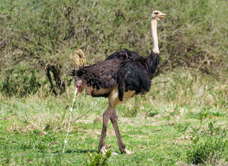 Behold the Majestic Ostrich Walking Gracefully in its Beautiful Habitat under the Sky Tarangire National Park Tanzania Africa