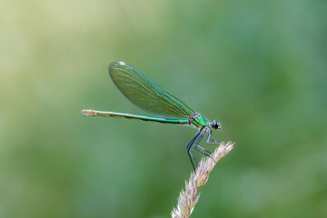 Zielona ważka świtezianka błyszcząca siedząca na kłosie trawy na rozmytym tle. © Henryk Guziak