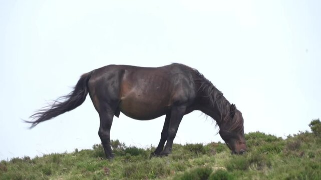  A black stallion grazes facing the mountain wind in slow motion - 198
