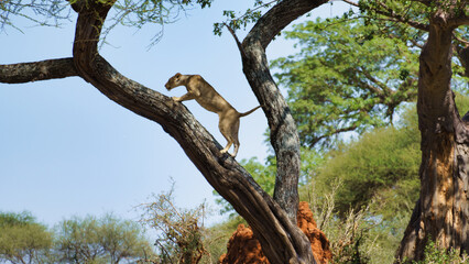 A Lioness Demonstrating Impressive Balance and Grace While Perched on a Tree Limb Tarangire National Park Tanzania Africa