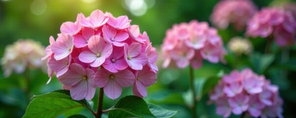 Obraz premium Close-up of hydrangea bloom details and surrounding garden flowers in a lush green garden , hydrangea, foliage, blossoms