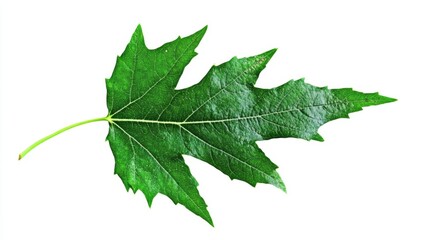 Fototapeta premium A vibrant green leaf showcasing its detailed texture and shape.