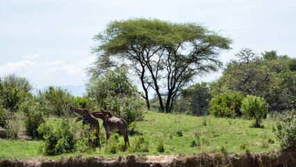 Giraffes are Grazing Gracefully Under a Tree, Surrounded by a Beautifully Lush Landscape Tarangire National Park Tanzania Africa