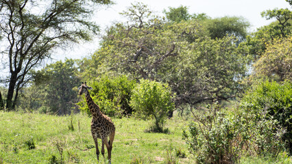 A captivating image of a giraffe gracefully moving through a lush African landscape scene