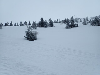 krkonose mountains in winter with snow